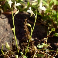Utricularia graminifolia Vahl